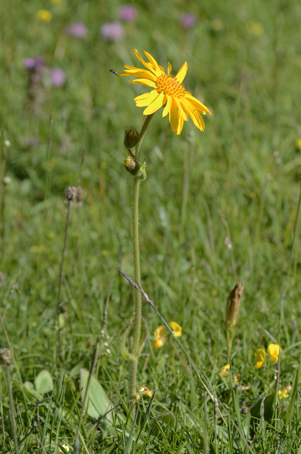 Arnica montana / Arnica